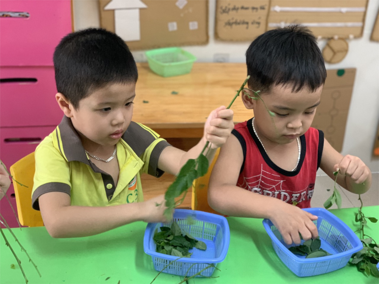 Hình ảnh các bé lớp C3 thực hành tuốt rau ngót